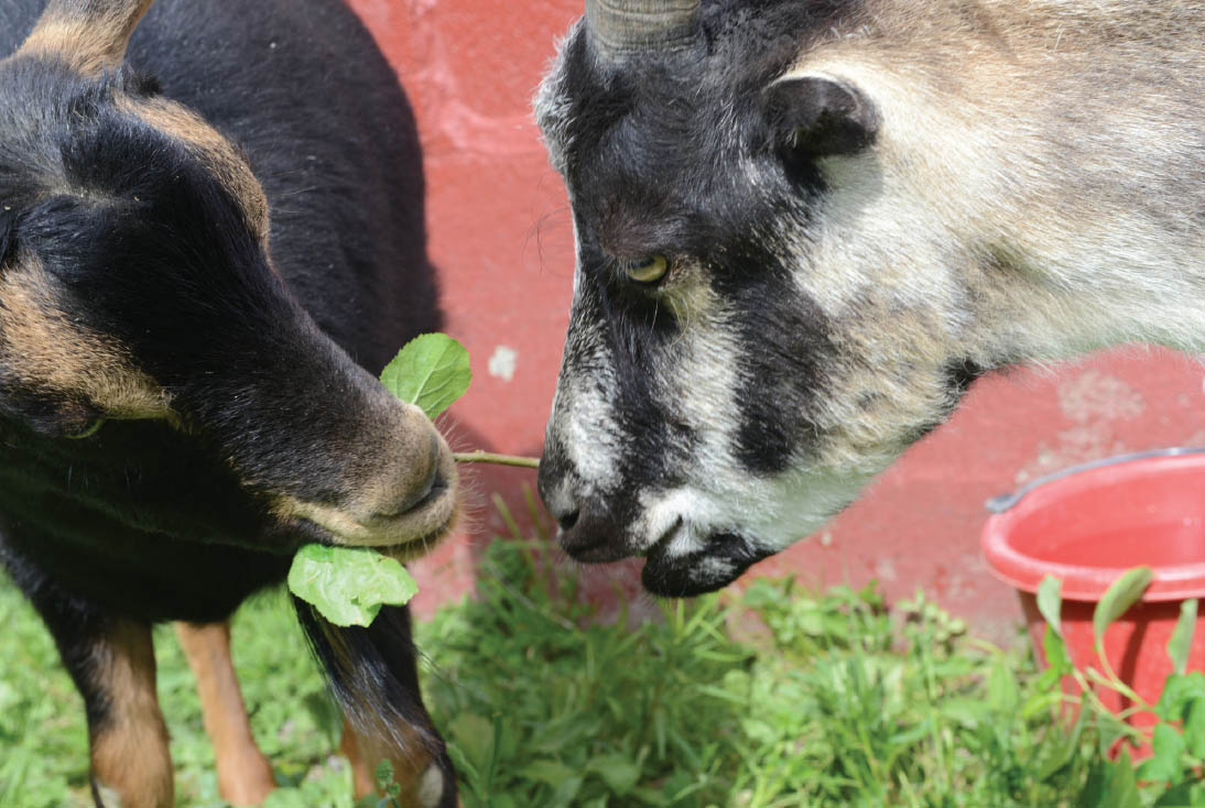 Goat buddies play tug-of-war with some greens at Farm Sanctuary Turkeys are - photo 7