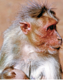 Primates - photo 9