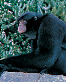 Primates - photo 11