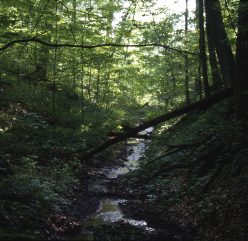 A HEAD WATER STREAM DYSART WOODS T hough Ohio ranks 36th in size among the 50 - photo 9