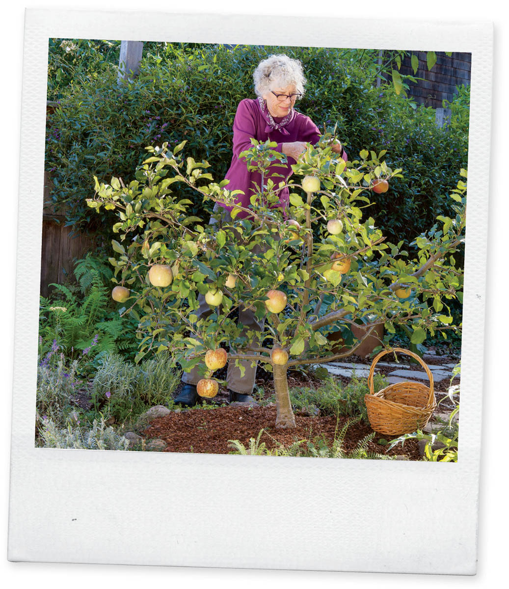 Harvests from little fruit trees are bountiful but not overwhelming Then one - photo 6