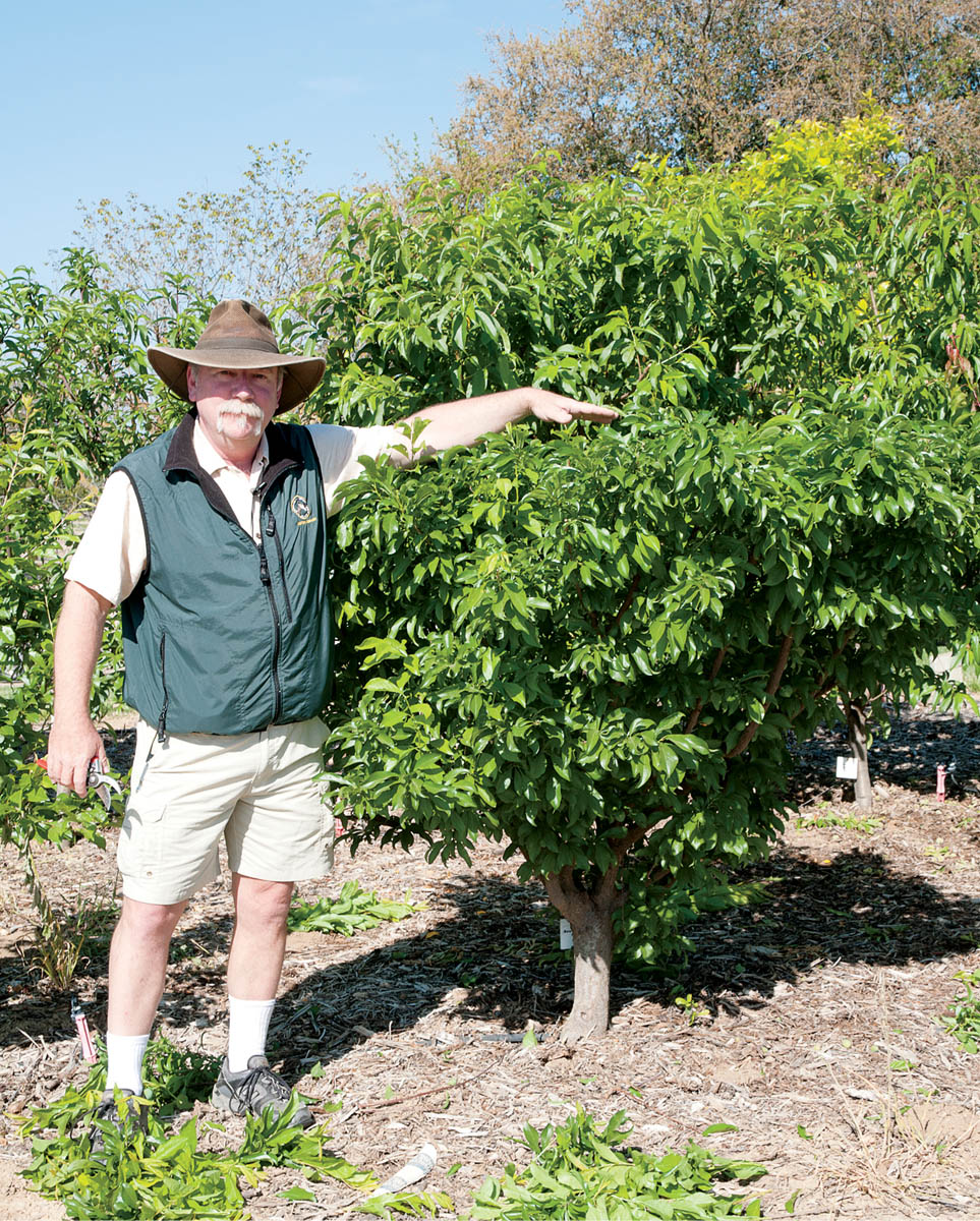 Caring for fruit trees is easy when your feet stay on the ground Fruit trees - photo 7