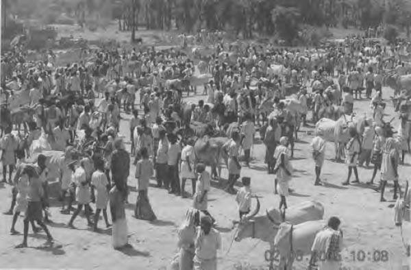 Cattle fair at Devanur 20 kilometers from Tiruvannamalai Madurai - photo 3