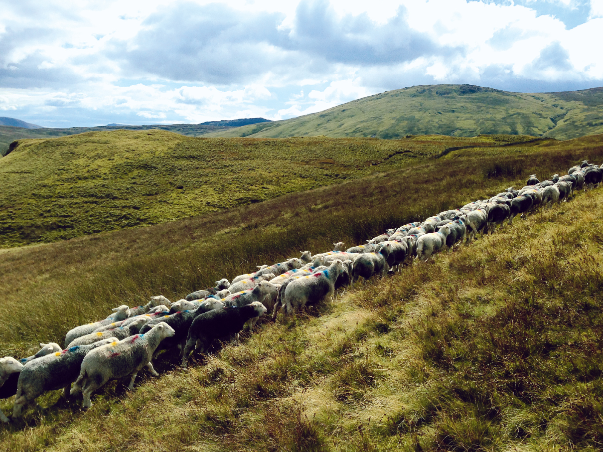 I live and work in the English Lake District a tiny little chunk of Northwest - photo 5