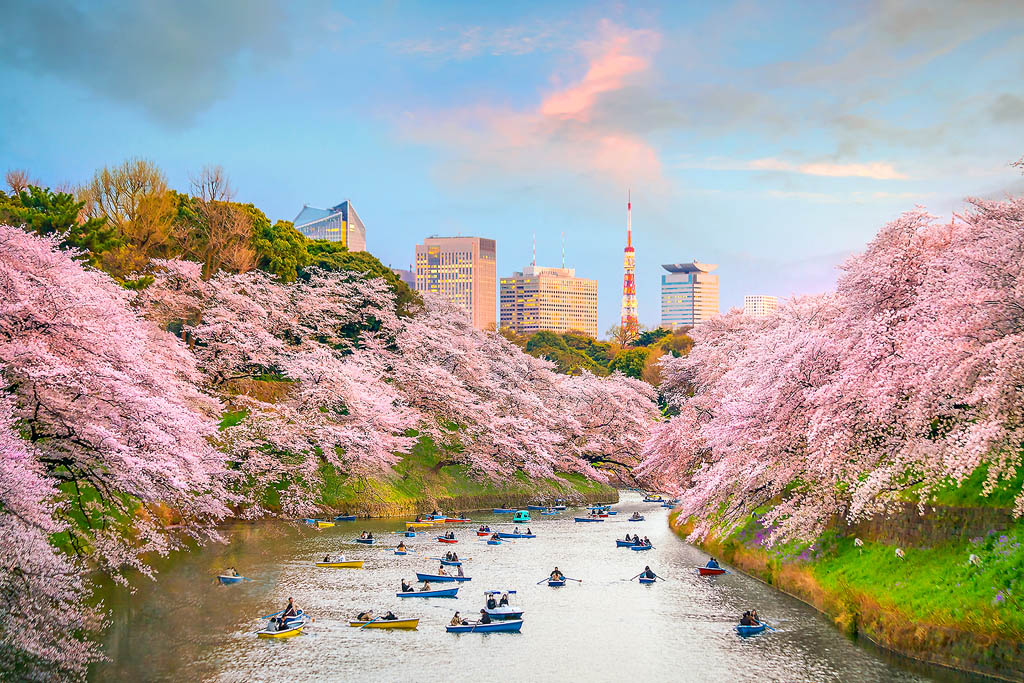 in cherry blossom season F11PHOTO SHUTTERSTOCK January Tokyo is eerily - photo 7