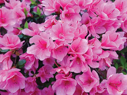 blooming azaleas Where to Go The Outer Banks This thin strip of islands - photo 13