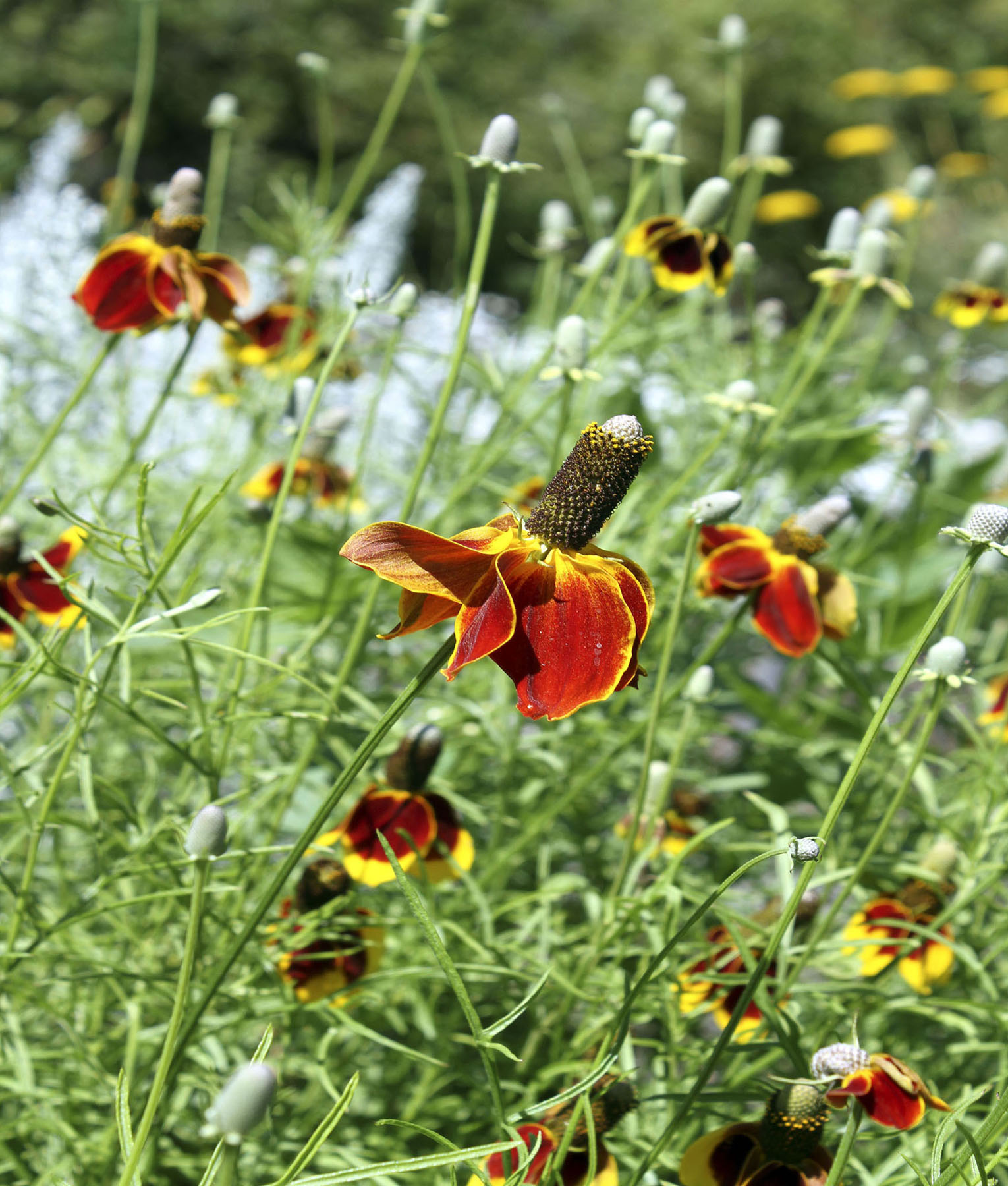 Gardens should exude joy which Mexican hat fully expresses IN A WORLD that - photo 4