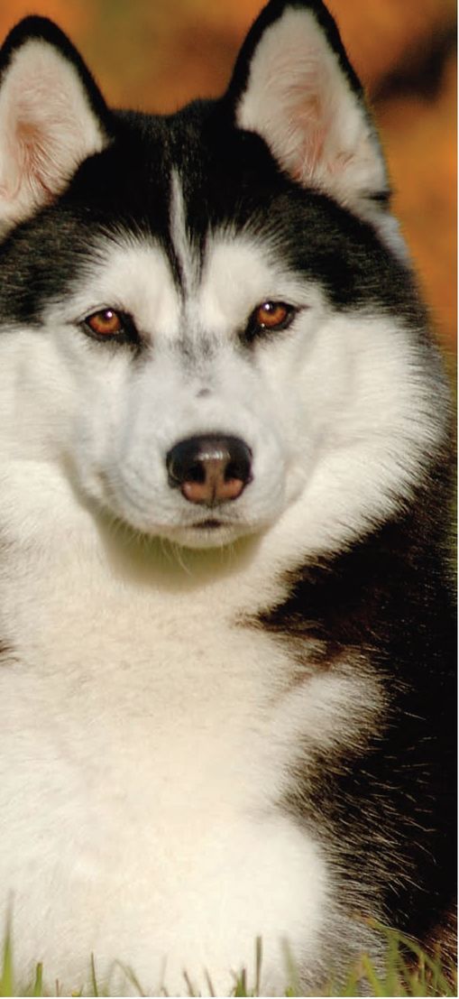 The Siberian Husky has earned respect and an honest reputation throughout the - photo 6