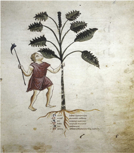 Plate 1 A man cutting the cure-all betony our Stachys officinalis shown - photo 2