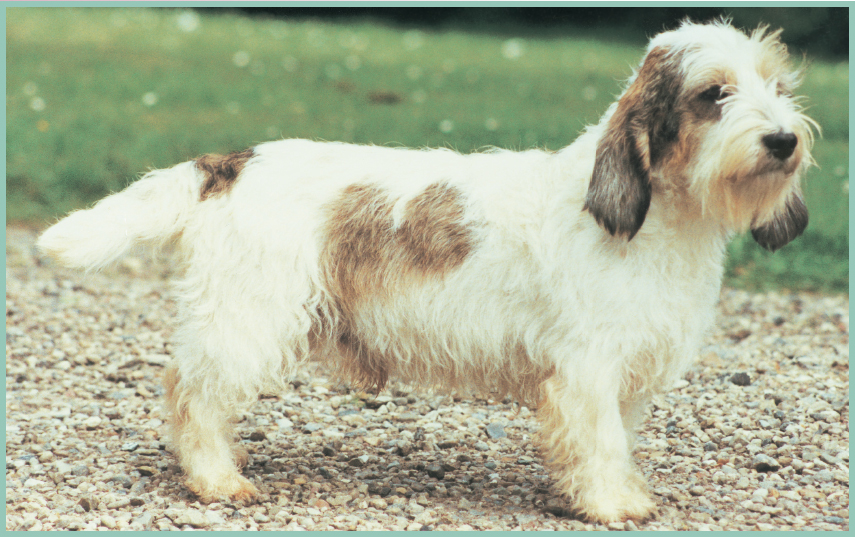 The smallest of the Griffons Vendens is the Petit Basset Griffon Venden - photo 11