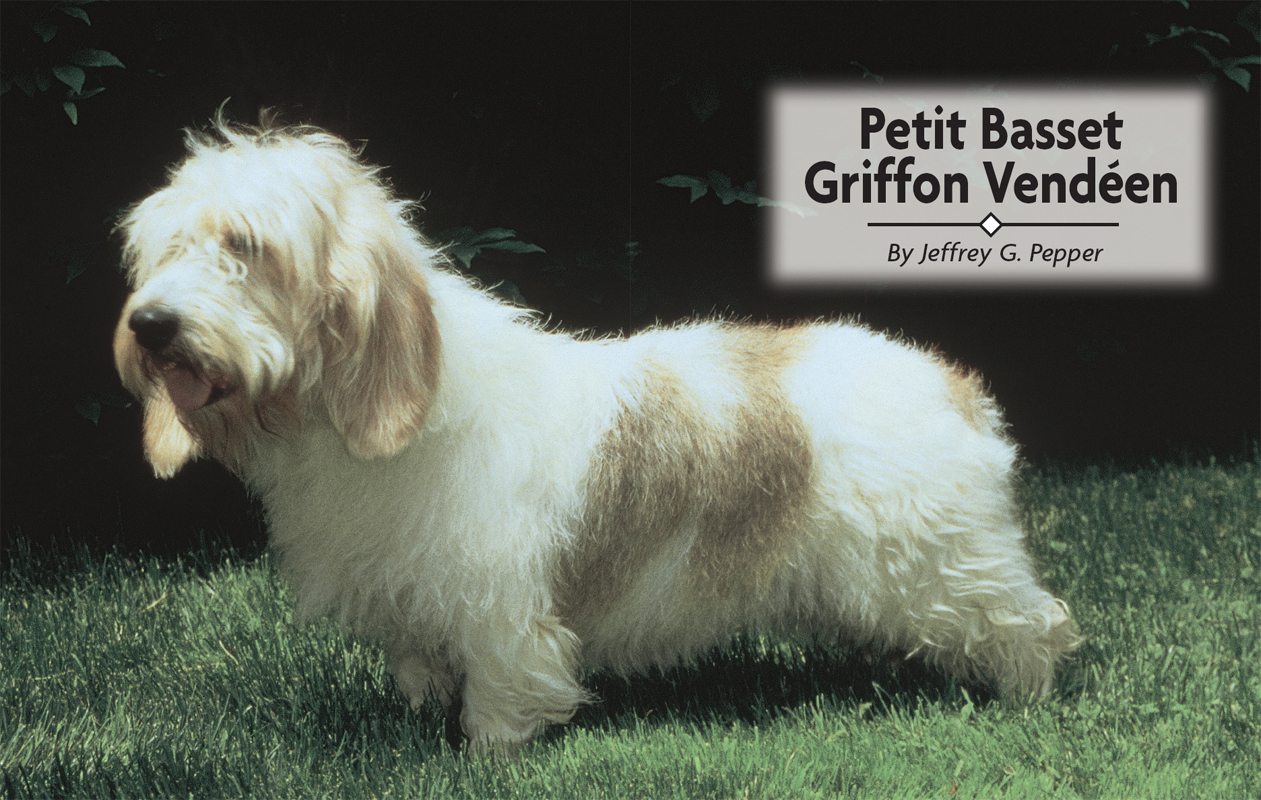 Petit Basset Griffon Vendeen - image 2