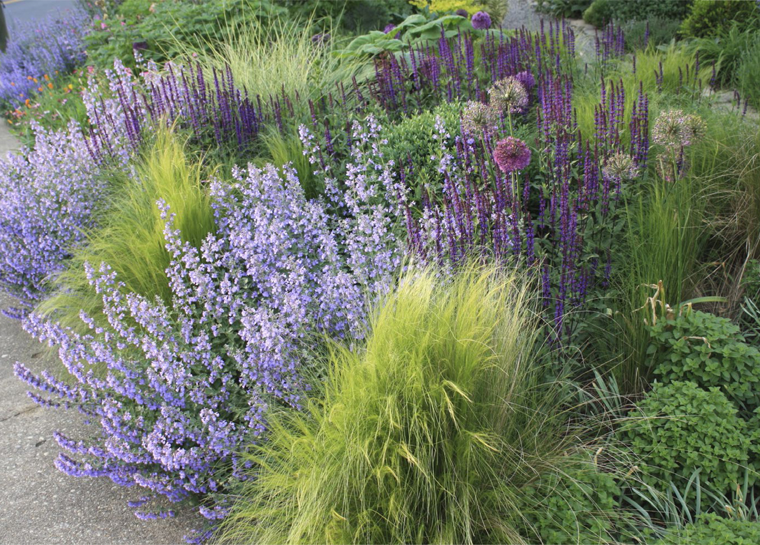 Mexican feather grass Nassella tenuissima catmint Nepeta faassenii Walkers - photo 6