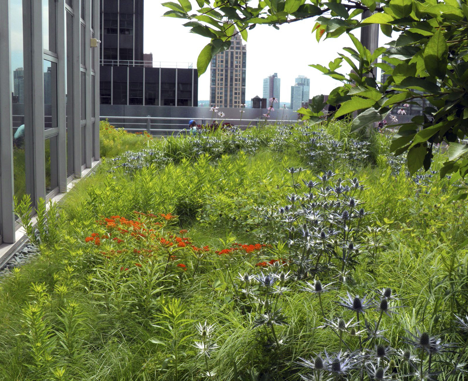 Site-appropriate vegetation densely covers every inch of soil creating a - photo 1