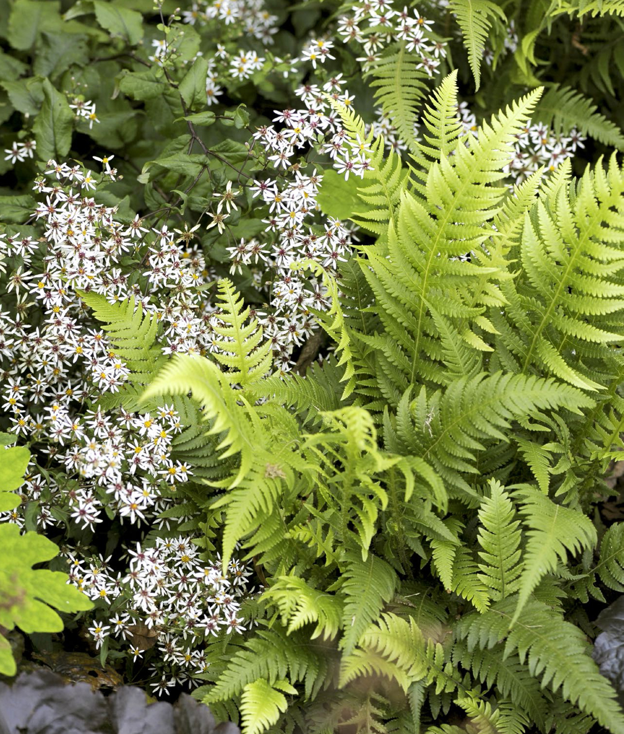 White wood asters creep underneath Japanese beech ferns densely covering the - photo 2