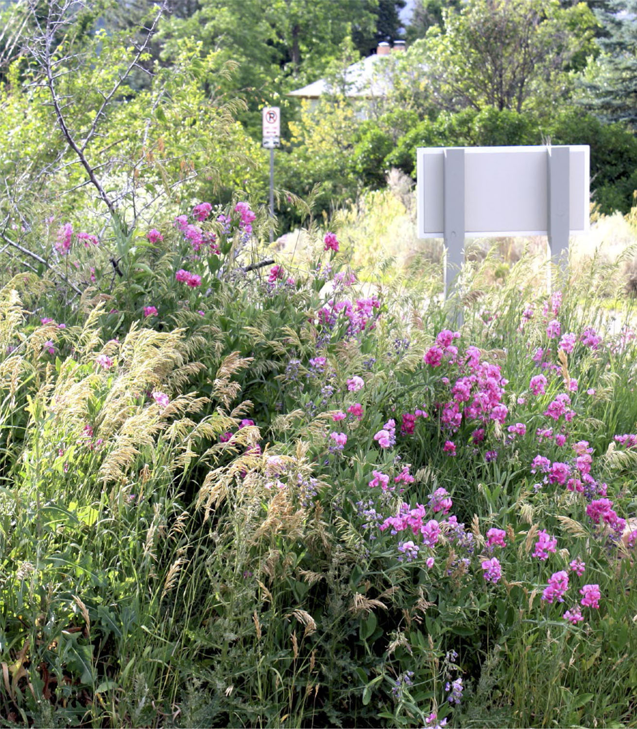 The irrepressible spirit of plants a seeded mix of sweet pea Lathyrus - photo 5