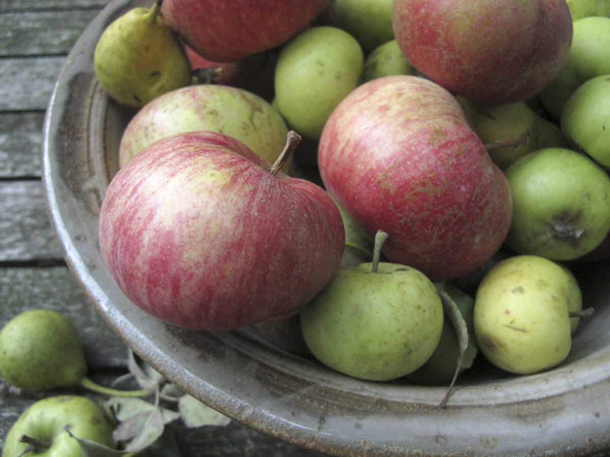 A delicious harvest of wild apples ready to be made into pie and applesauce - photo 5