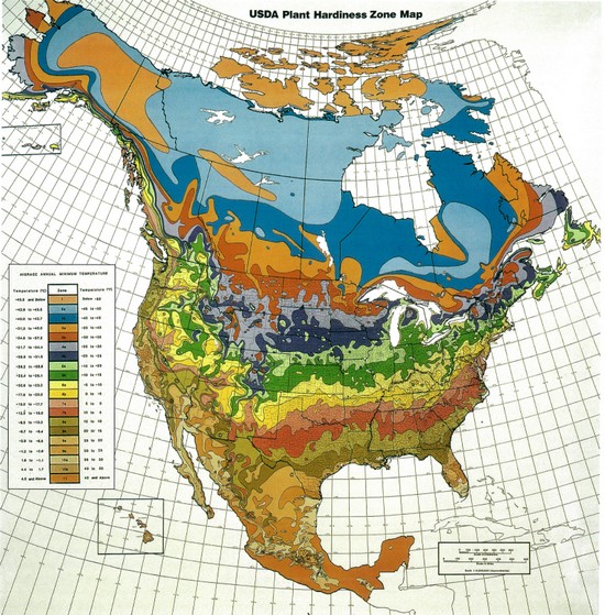 The USDA Plant Hardiness Zone Map is most useful when you are growing perennial - photo 3