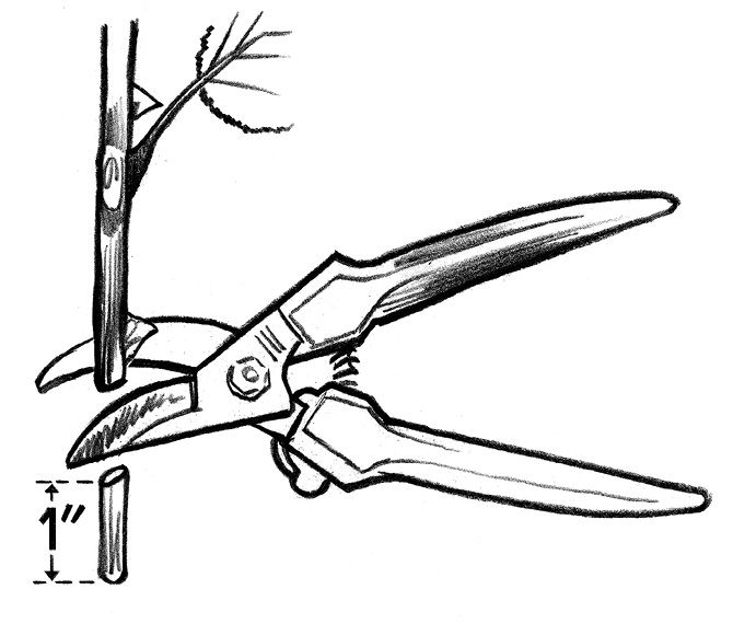 Cutting Trim an inch or two off every stem with a clean cut If its a woody - photo 6