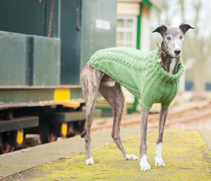 FACT FILE BUSTER Breed Greyhound Character Very loving and happy boy - photo 10