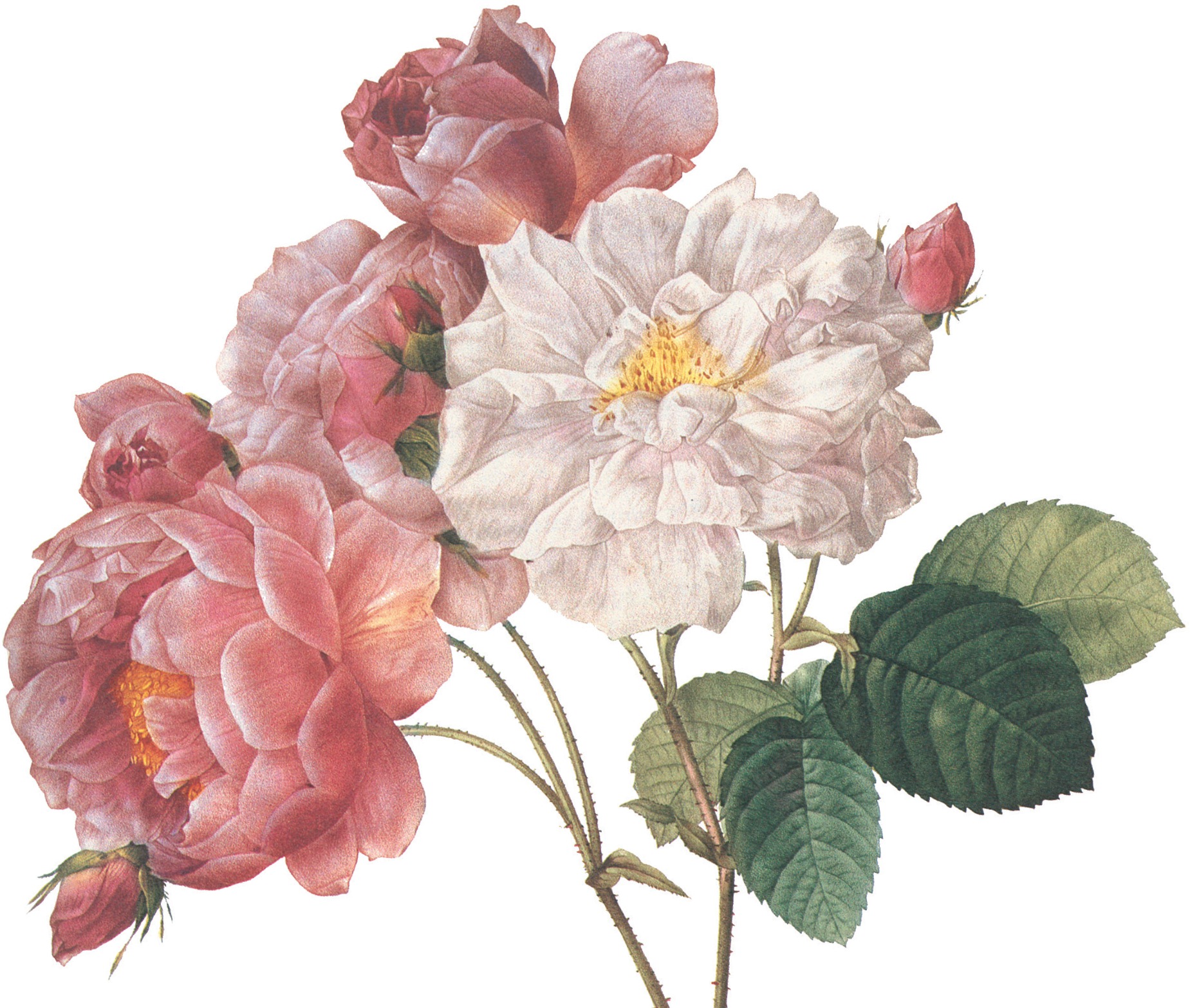 PLATE 1 ALPINE ROSE WITH GLOBOSE RECEPTACLE AND GLABROUS PEDICEL Rosa alpina - photo 8