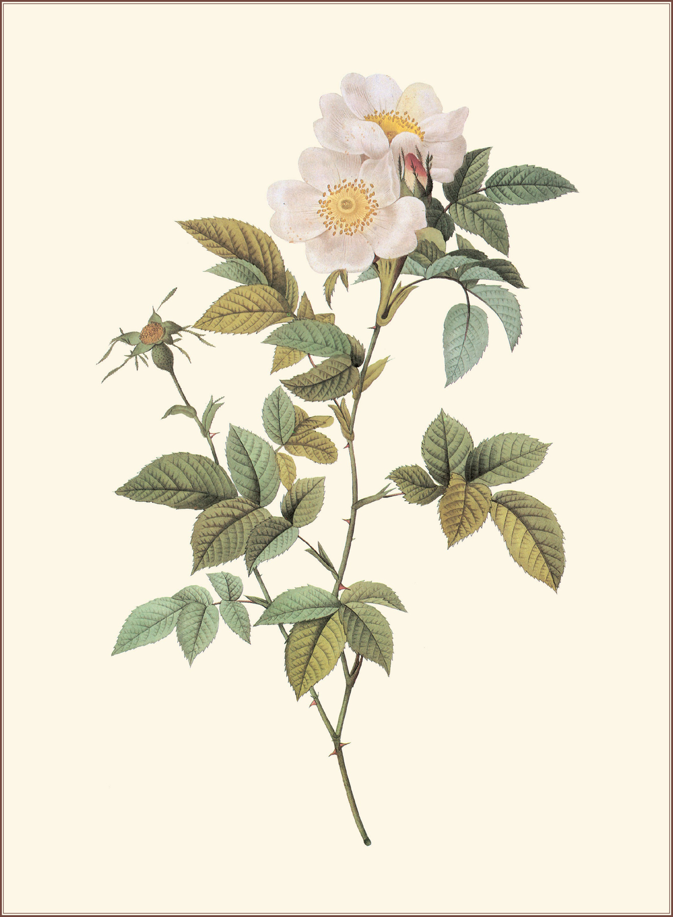 PLATE 5 AUSTRIAN COPPER CORN POPPY ROSE Rosa eglanteria punicea PLATE - photo 12