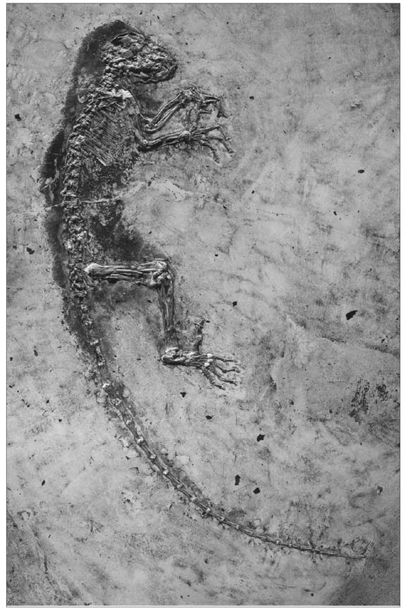 FIGURE 1 - The skeleton of the forty-seven-million-year-old fossil primate - photo 3