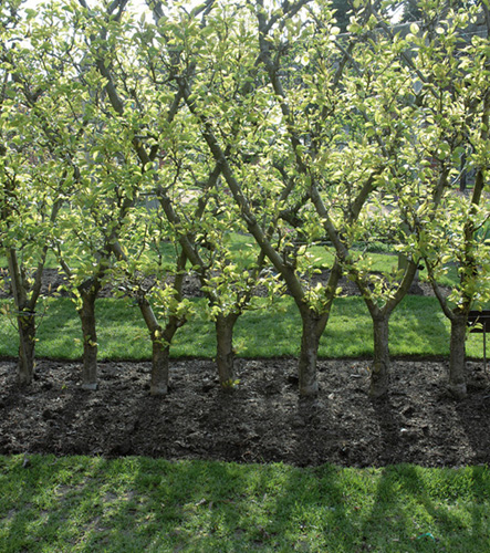 A HOMEOWNERS GUIDE Landscaping with Fruit Lee Reich The mission of - photo 1