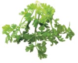 Coriander leaves also known as cilantro or Chinese parsley are used as a herb - photo 11