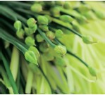 Garlic chives or gu cai also known as Chinese chives have thin flat leaves - photo 13