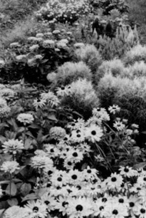 Annual cutting garden Special Effects with Annuals In addition to their - photo 1