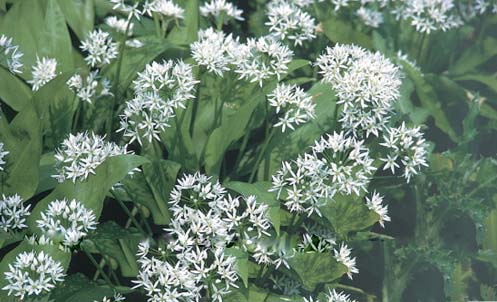 Ramsons or wild garlic Allium ursinum spreads through the woodlands in - photo 6