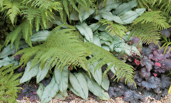 PLANTING THE DRY SHADE GARDEN The best plants for the toughest spot in your - photo 1