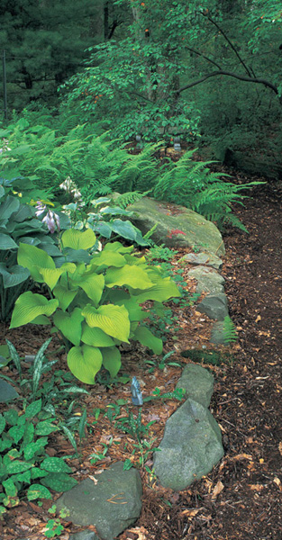 Even a low stone wall can create enough extra depth of soil to encourage - photo 2