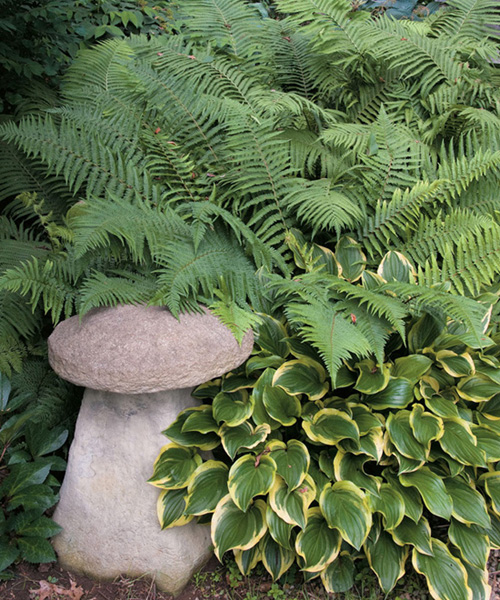 Feathery ferns and glossy hostas surround a stone sculpture pieces of garden - photo 3