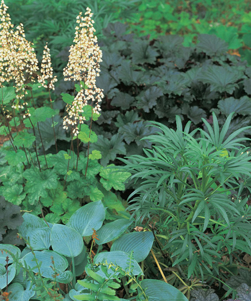 The range of perennials suitable for dry and shady places offer a thoughtful - photo 4