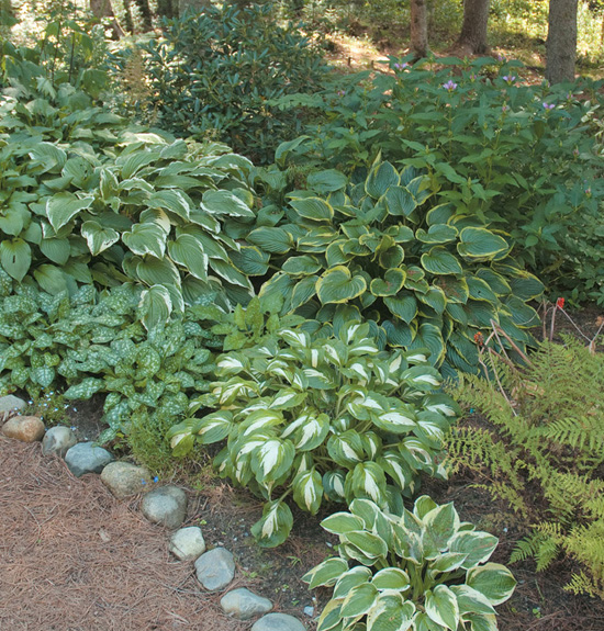 Hostas with no variegation or that are only modestly variegated fare better - photo 5