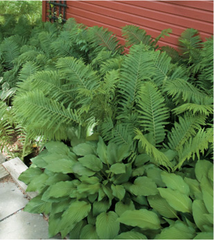 Shade plants like ferns and hostas often thrive in planting areas shaded by - photo 6