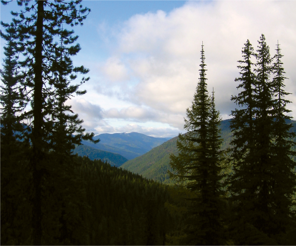 Tall pines and firs silhouetted in evening light on the Shedroof Divide - photo 6