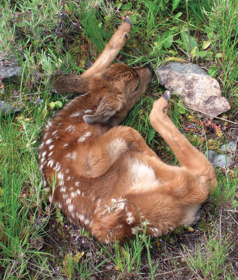 Fawn hunkered in meadows on Clackamas Mountain Palouse River careening - photo 7