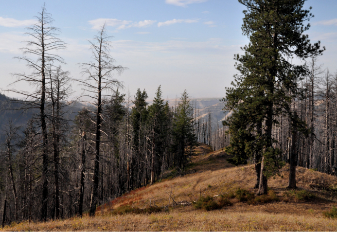 Blue Mountains forest fires scorched the edges of Middle Point Ridge - photo 9