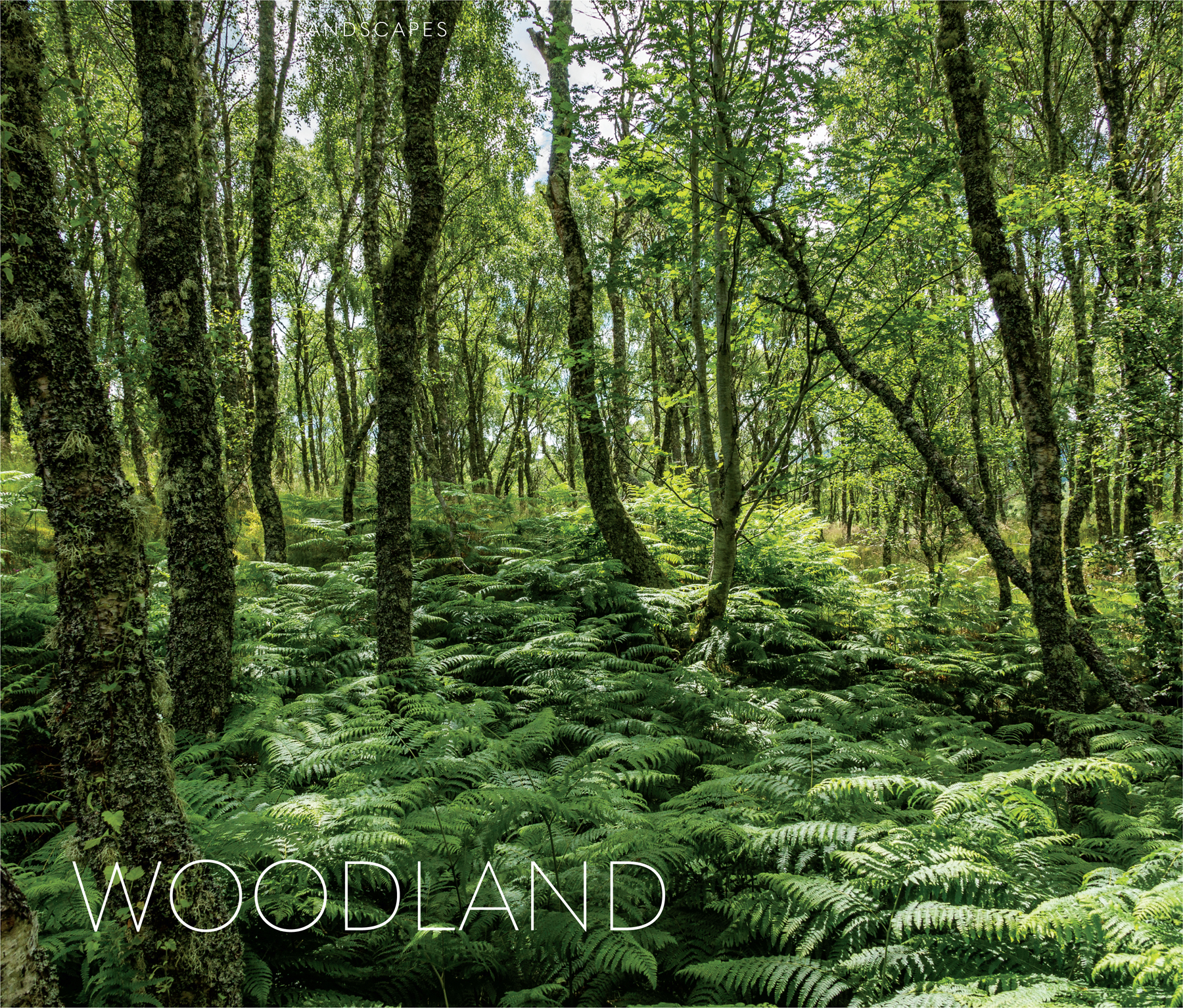 Some of our fondest memories are of exploring the woodland above our family - photo 3