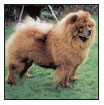 Learn the requirements of a well-bred Chow Chow by studying the description of - photo 5