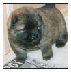 Find out about how to locate a well-bred Chow Chow puppy Discover which - photo 6