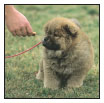 Begin with the basics of training the puppy and adult dog Learn the principles - photo 8