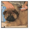 By Lowell Ackerman DVM DACVD Become your dogs healthcare advocate and a - photo 9