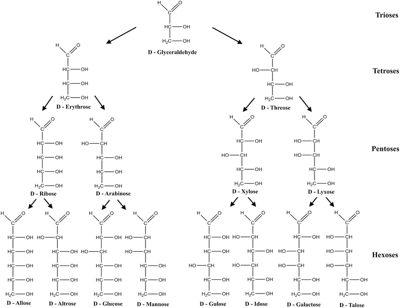 Figure 14 Configurational relationship of D-monosaccharides In solution - photo 4