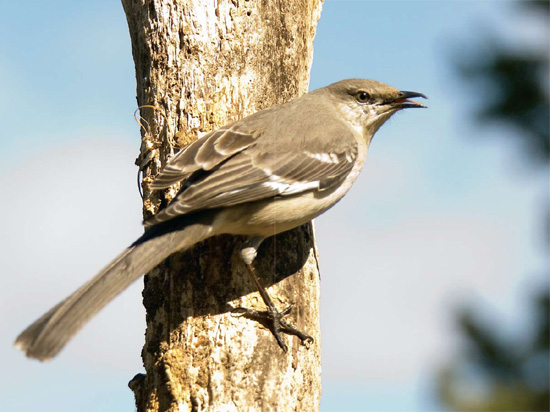 A mockingbird surveys his territory making sure no other birds are eating the - photo 1