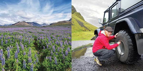 Fields of lupine in Icelands southeast corner a monster truck gets you into - photo 7