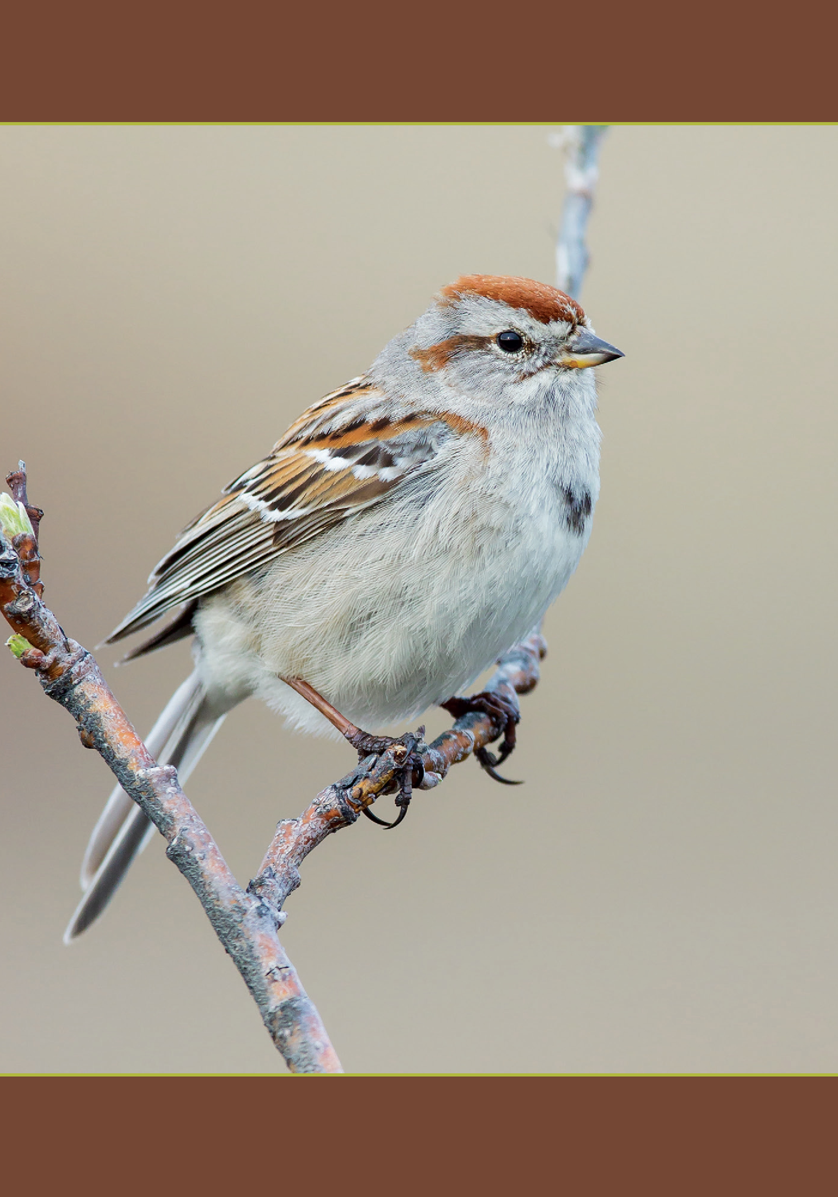 Introduction Most bird books treat their subject as one entirely separate from - photo 5