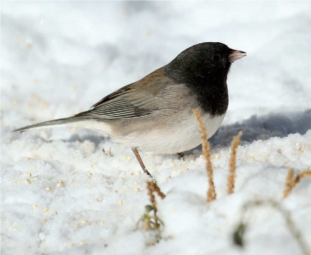 This apparent Cassiar Junco gives every indication of confidence in its own - photo 6